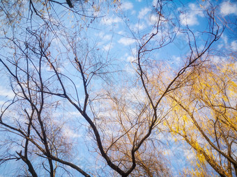 柳树枯黄树枝树叶植物摄影图