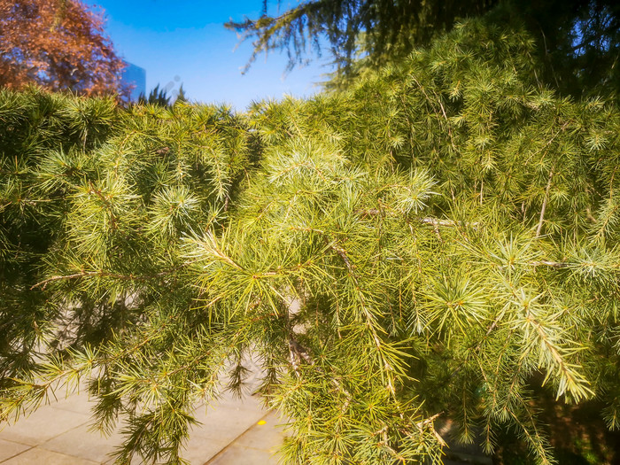 绿色植物杉树摄影图