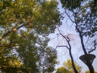 绿色植物树枝树叶摄影图