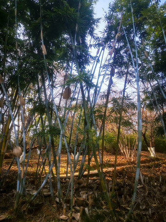 绿色植物竹子摄影图