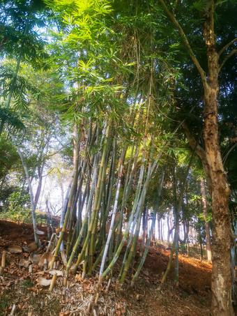 绿色<strong>植物竹子</strong>摄影图