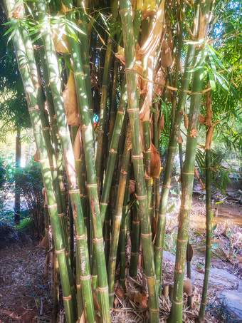 绿色<strong>植物竹子</strong>摄影图