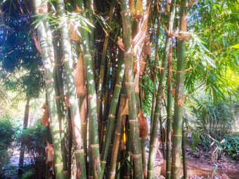 绿色<strong>植物竹子</strong>摄影图