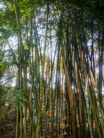 绿色植物竹子摄影图