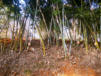 绿色植物竹子竹叶摄影图