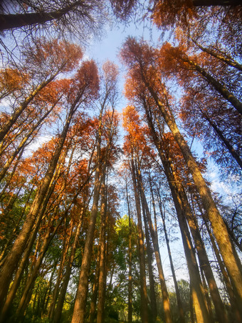 秋色秋天植物红木杉摄影图