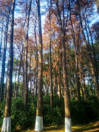 <strong>秋色</strong>秋天植物红木杉摄影图