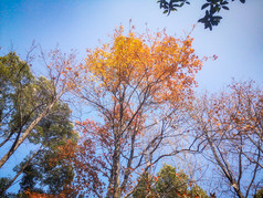 秋色森林植物枯黄摄影图