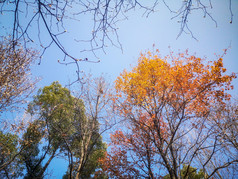 秋色森林植物枯黄摄影图