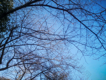 秋天掉落树叶的树枝摄影图