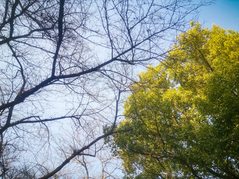 秋天掉落树叶的树枝摄影图