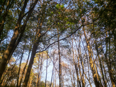 秋天泛黄树枝树叶植物摄影图