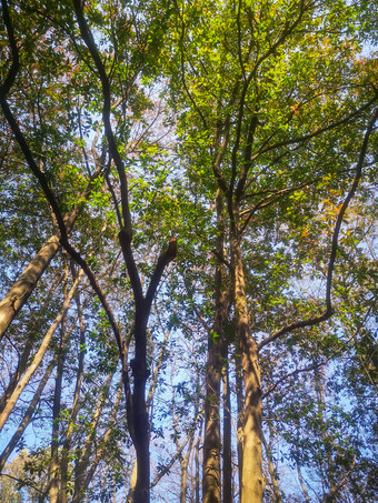 秋天泛黄树枝树叶植物摄影图