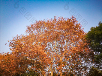 秋天枫树<strong>掉落</strong>树叶摄影图