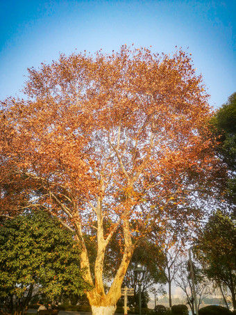 秋天枫树掉落树叶摄影图