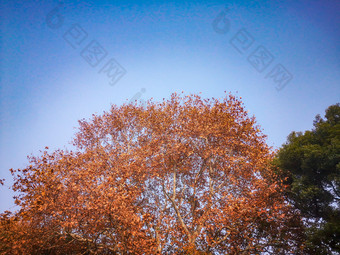 <strong>秋天枫树</strong>掉落树叶摄影图