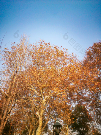 秋天枫树摄影图