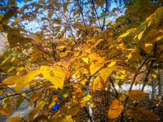 秋天枯黄树叶植物摄影图