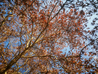 秋天<strong>枯黄树枝</strong>树叶植物摄影图