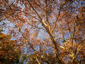 秋天<strong>枯黄树枝</strong>树叶植物摄影图