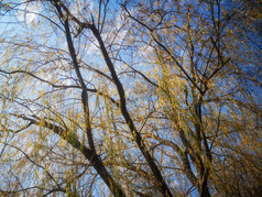 秋天枯黄树枝树叶植物摄影图