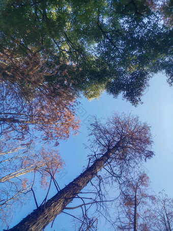 秋天枯黄植物水杉摄图