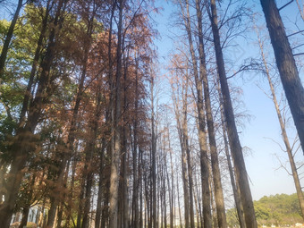 秋天枯黄植物水杉摄图