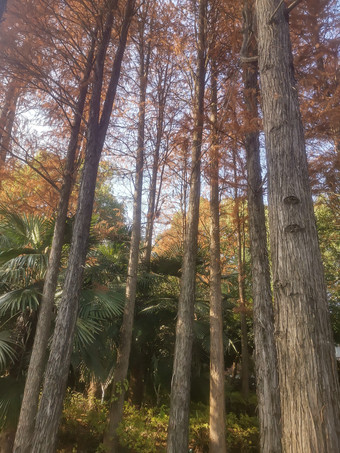 秋天枯黄植物水杉摄图