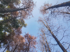 秋天枯黄植物水杉摄图