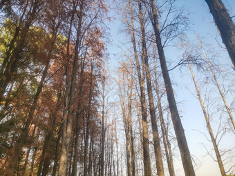 秋天枯黄植物<strong>水杉</strong>摄图