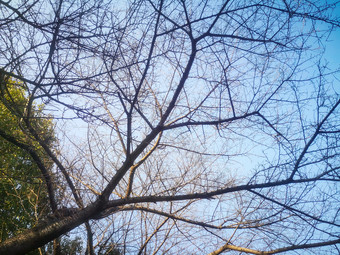 秋天<strong>枯树</strong>枝植物摄影图