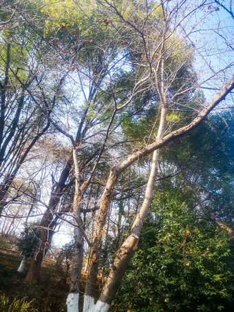 秋天枯树枝植物摄影图