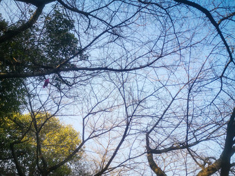 秋天<strong>枯树</strong>枝植物摄影图