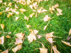 秋天枯萎银杏树叶植物摄影图