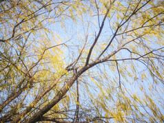 秋天柳树植物摄影图