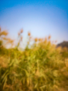 秋天芦苇野草植物摄影图