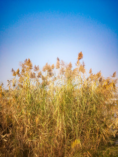 秋天芦苇野草植物摄影图