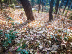 秋天漫山遍野落叶植物摄影图