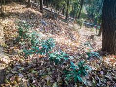 秋天漫山遍野落叶植物摄影图