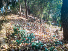 秋天漫山遍野落叶植物摄影图