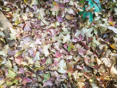 秋天漫山遍野落叶植物摄影图