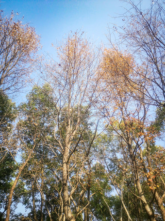 秋天秋景<strong>枯黄树枝</strong>数额植物摄图