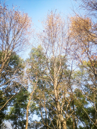 秋天秋景枯黄树枝数额植物摄图