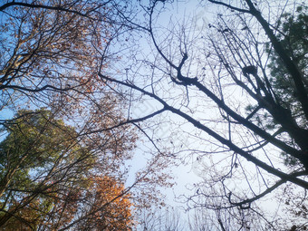 秋天秋景<strong>枯黄树枝</strong>数额植物摄图