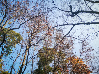 秋天秋景枯黄树枝数额植物摄图
