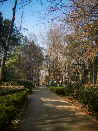 秋天秋景<strong>枯黄树枝</strong>数额植物摄图