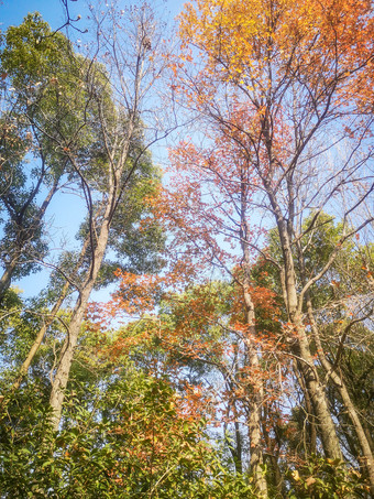 秋天秋景<strong>枯黄树枝</strong>数额植物摄图