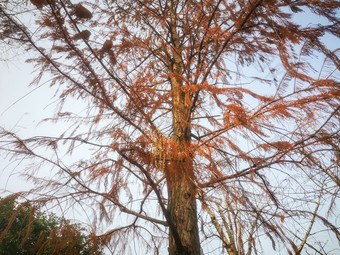 秋天杉树植物摄影图