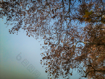 秋天树枝树叶摄影图