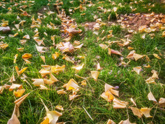 秋天银杏树叶摄影图